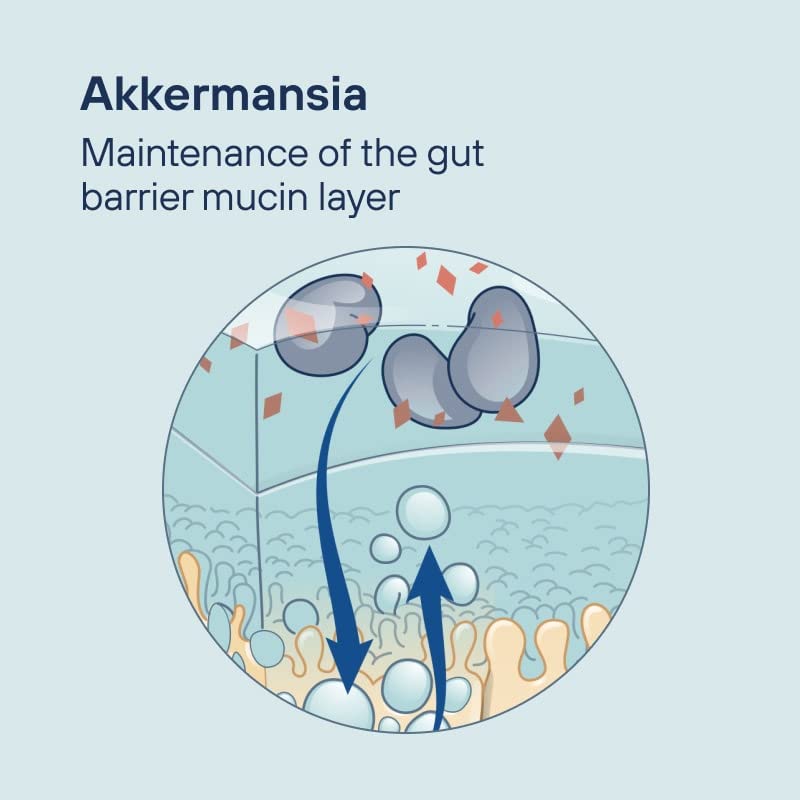 Pendulum Akkermansia 30 Capsules Live Probiotic Supplement USA Supplements Direct  B0B3GF96C3