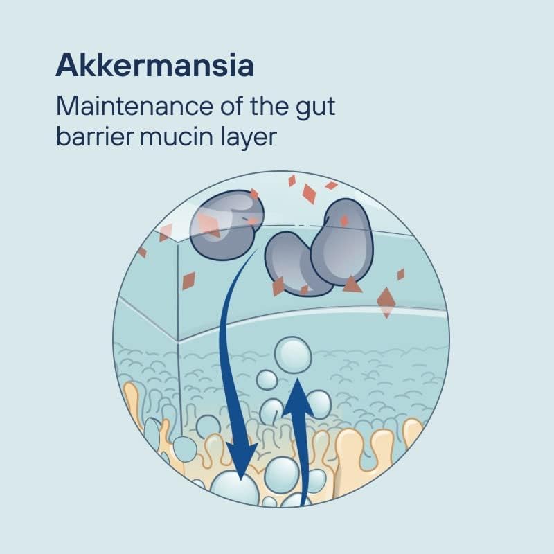 Pendulum Akkermansia Probiotic 90 Capsules USA Supplements Direct  B0CGJWF7SN